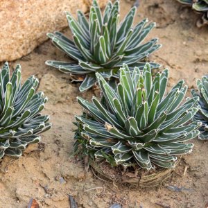 Agave victoriae-reginae (Agáva kráľovská) - kont. P9, výška: ⌀ 10-15 cm (-10°C)
